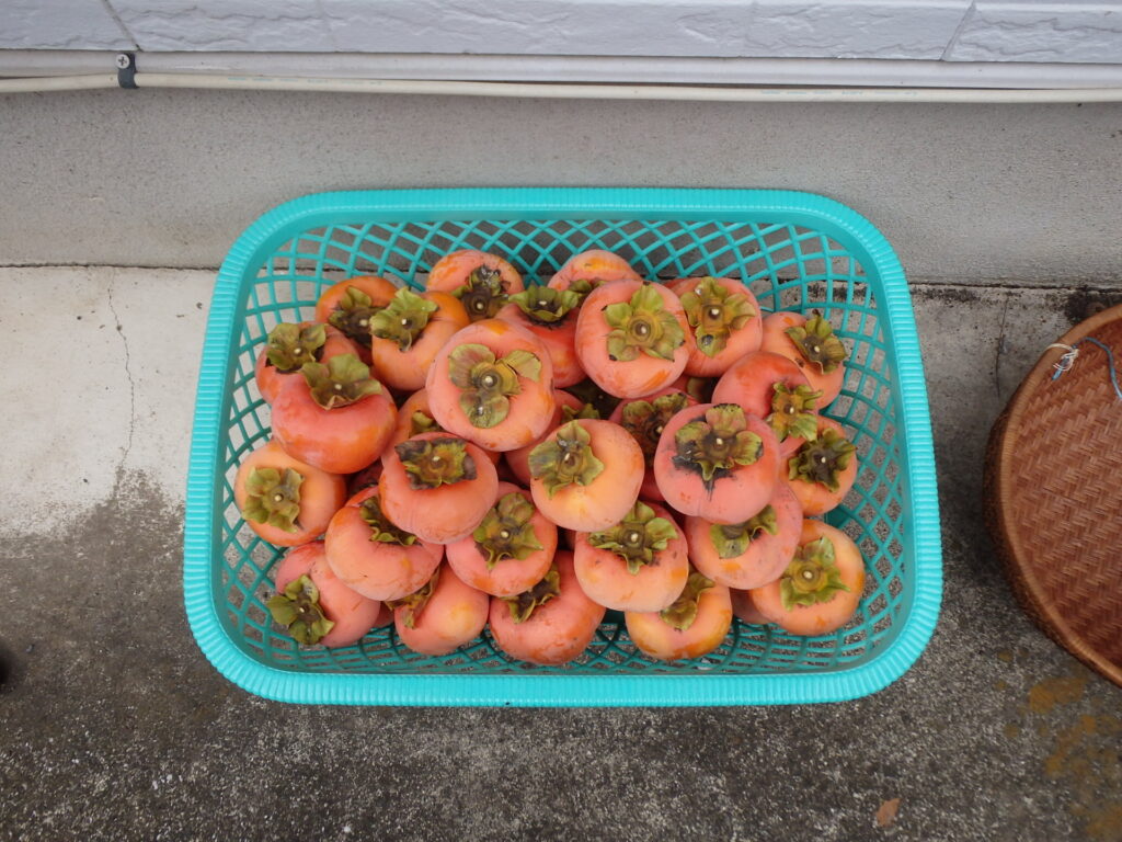 柿の実を収穫しました【世田谷区Ａ邸様】