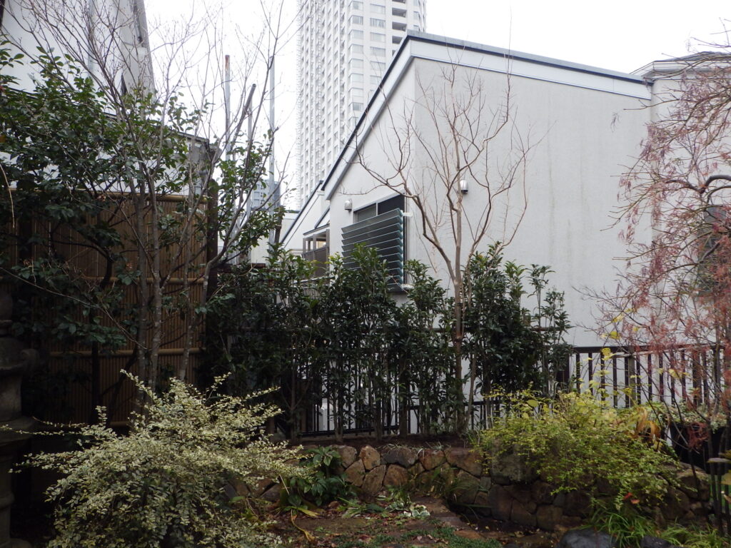 台風で木が倒れたので新しくキンモクセイ生垣を設置しました【渋谷区T邸】