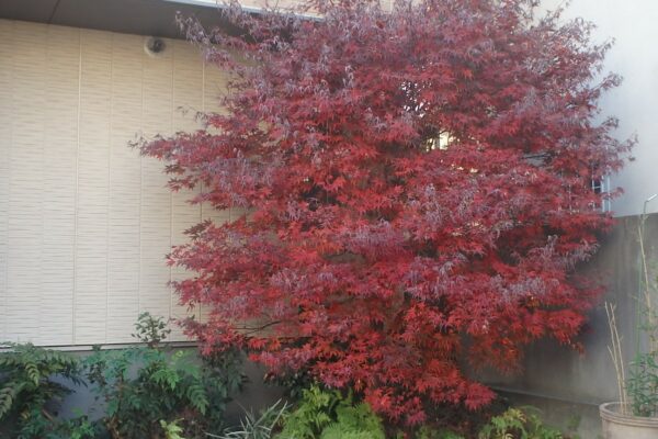 樹木せん定及び植栽手入れ作業【世田谷区A邸様】