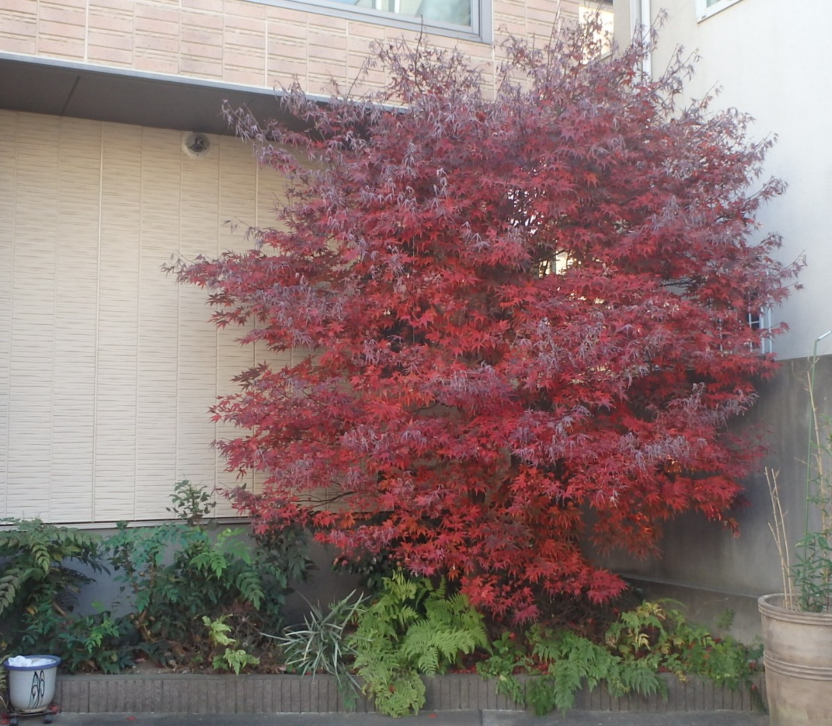 樹木せん定及び植栽手入れ作業【世田谷区A邸様】